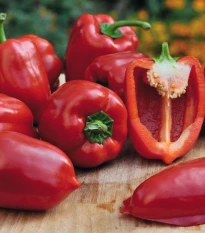 Paprika balkonová Almira Midi Red F1 - Capsicum annuum - semena papriky - 5 ks