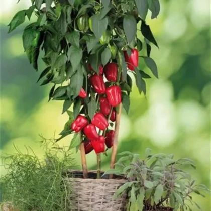 Paprika balkonová Almira Midi Red F1 - Capsicum annuum - semena papriky - 5 ks