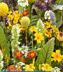 Květinová směs - Voňavé květiny pro mlsné jazýčky - semena Kiepenkerl - 1 ks