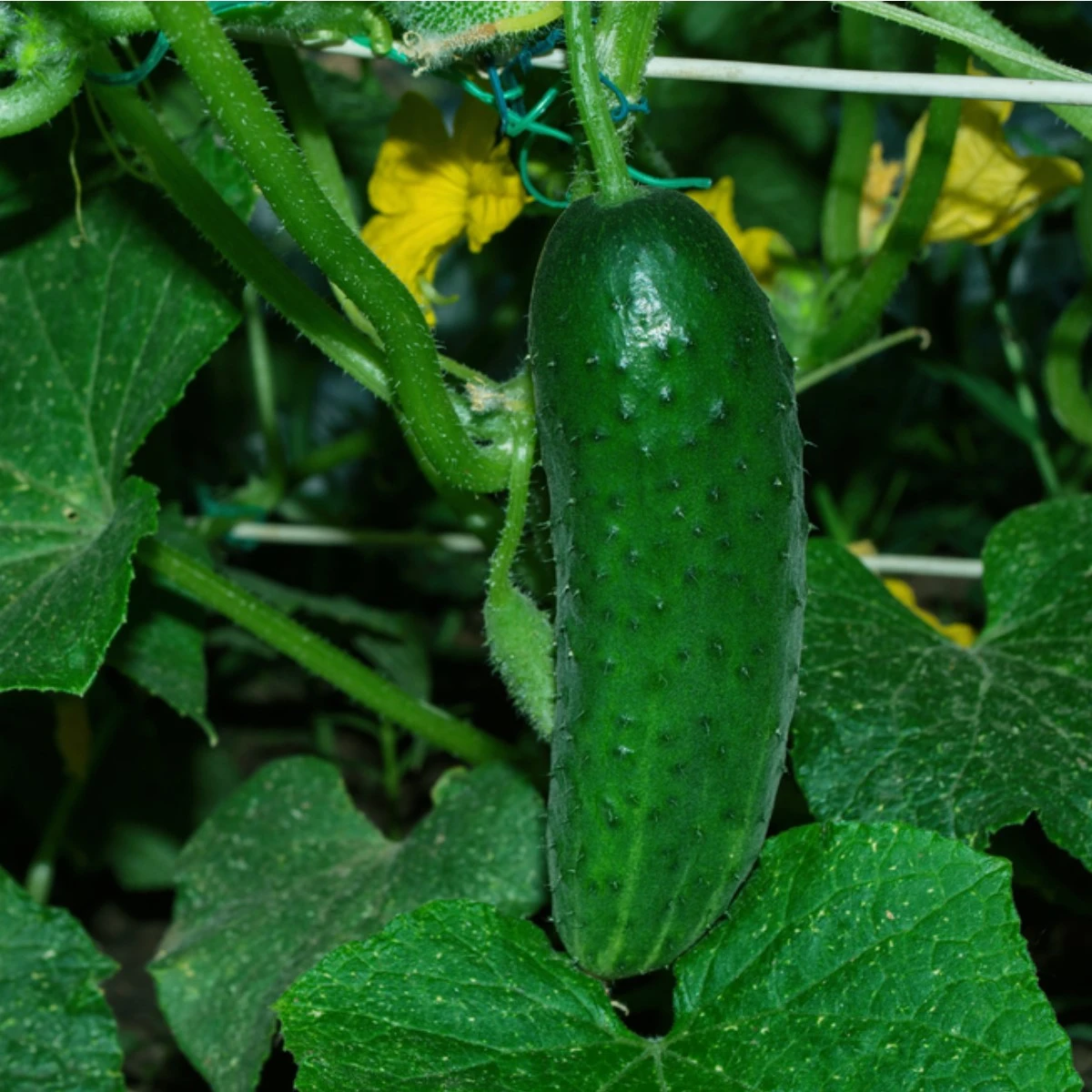 Okurka Najada F1 - Cucumis sativus - semena okurky - 15 ks