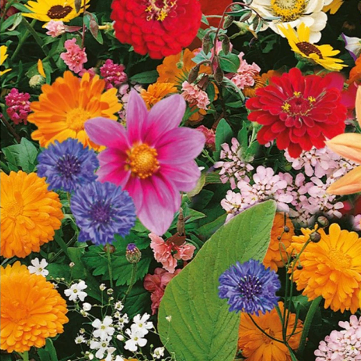 Květinová směs - Pestrý letní zázrak - semena Kiepenkerl - 1 ks