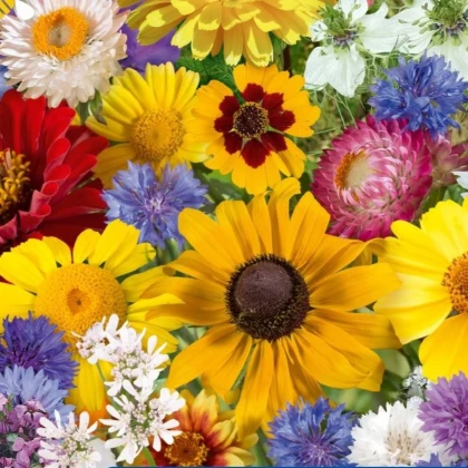 Květinová směs - Letní květinové kouzlo - semena Kiepenkerl - 1 ks