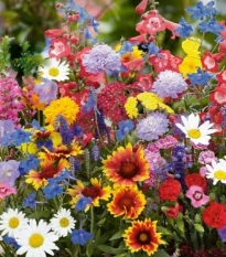 Květinová směs Baristo - trvalky na balkón - semena Kiepenkerl - 1 ks