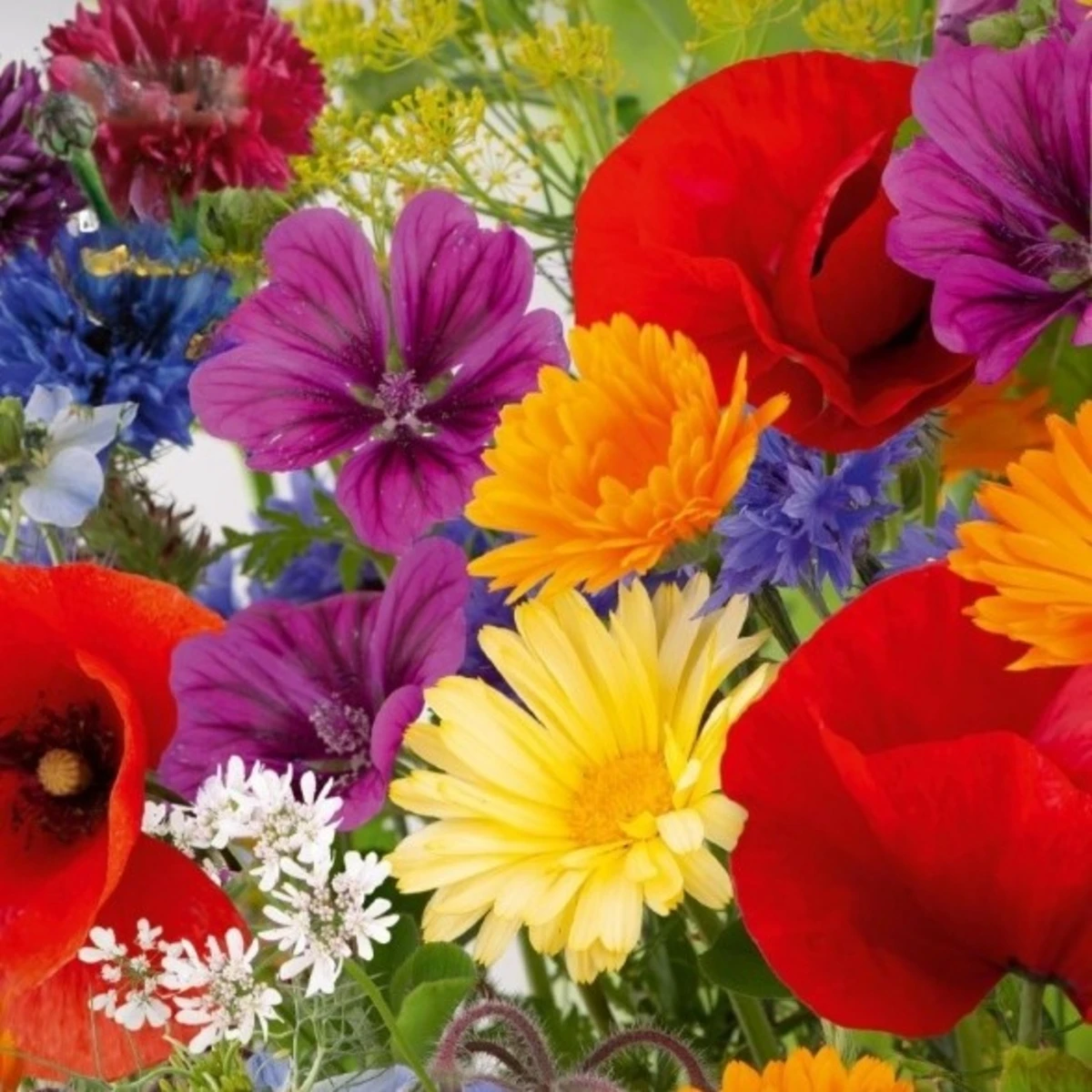 Květinová směs - Rozkvetlá přírodní louka - semena Kiepenkerl - 1 ks