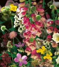 Květinová směs - Květiny do stínu - semena Kiepenkerl - 1 ks