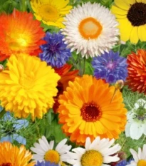 Květinová směs - Divoké a zahradní květiny - semena Kiepenkerl - 1 ks