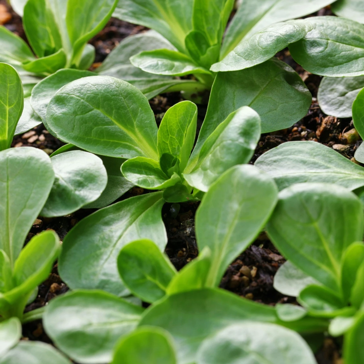 Polníček Gala - Valerianella locusta - semena Kiepenkerl - 1 ks