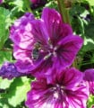 BIO Sléz lesní tmavě fialový - Malva sylvestris - semena slézu - 50 ks
