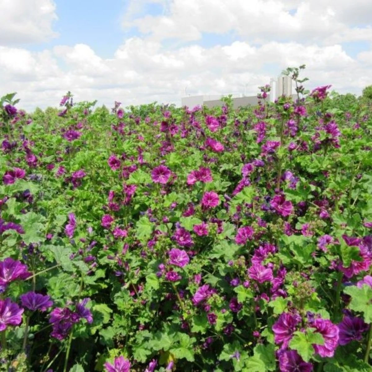 BIO Sléz lesní tmavě fialový - Malva sylvestris - semena slézu - 50 ks