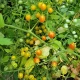Rajče keříčkové Microberry - Solanum lycopersicum - semena rajčat - 6 ks