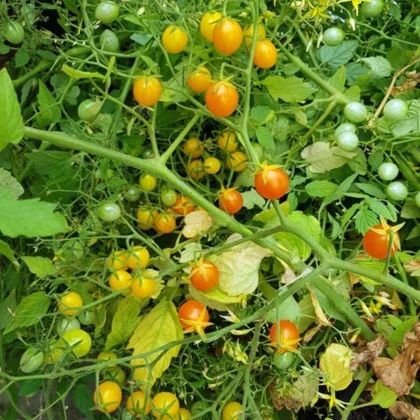 Rajče keříčkové Microberry - Solanum lycopersicum - semena rajčat - 6 ks