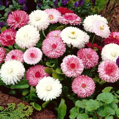 Sedmikráska obecná růžové odstíny - Bellis perennis monstrosa - semena sedmikrásky - 200 ks