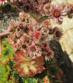 Netřesk střešní - Sempervivum tectorum - semena netřesku - 30 ks
