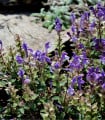 Šišák alpský - Scutellaria alpina - semena šišáku - 15 ks