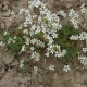 Lomikámen zrnatý - Saxifraga granulata - semena lomikamene - 100 ks