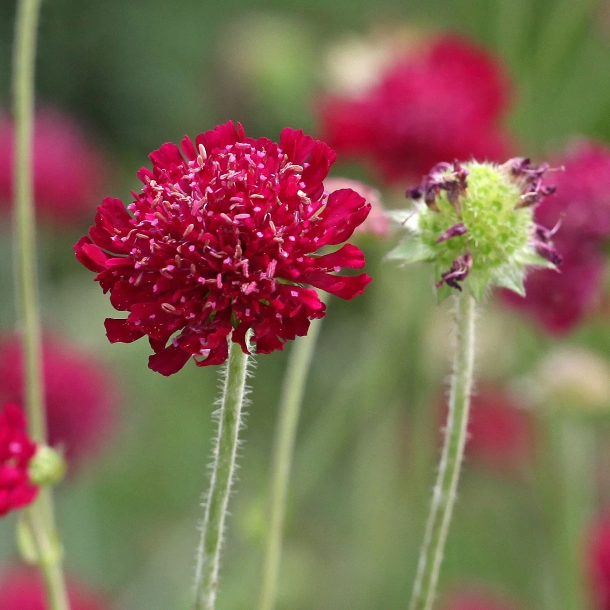 Chrastavec makedonský - Knautia macedonica - semena chrastavce - 15 ks