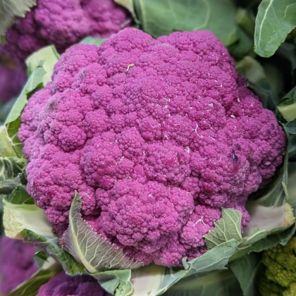 Květák Purpurina F1 - Brassica oleracea - semena květáku - 10 ks