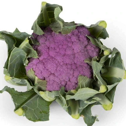 Květák Purpurina F1 - Brassica oleracea - semena květáku - 10 ks