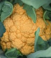 Květák Lisboa F1 - Brassica oleracea - semena květáku - 10 ks