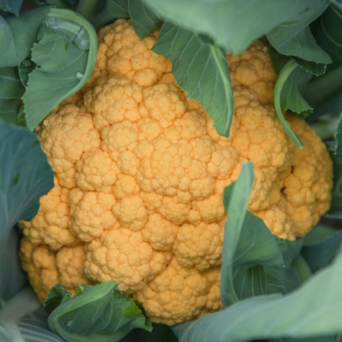 Květák Lisboa F1 - Brassica oleracea - semena květáku - 10 ks