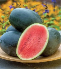 Meloun vodní Little Darling F1 - Citrullus lanatus - semena melounu - 5 ks