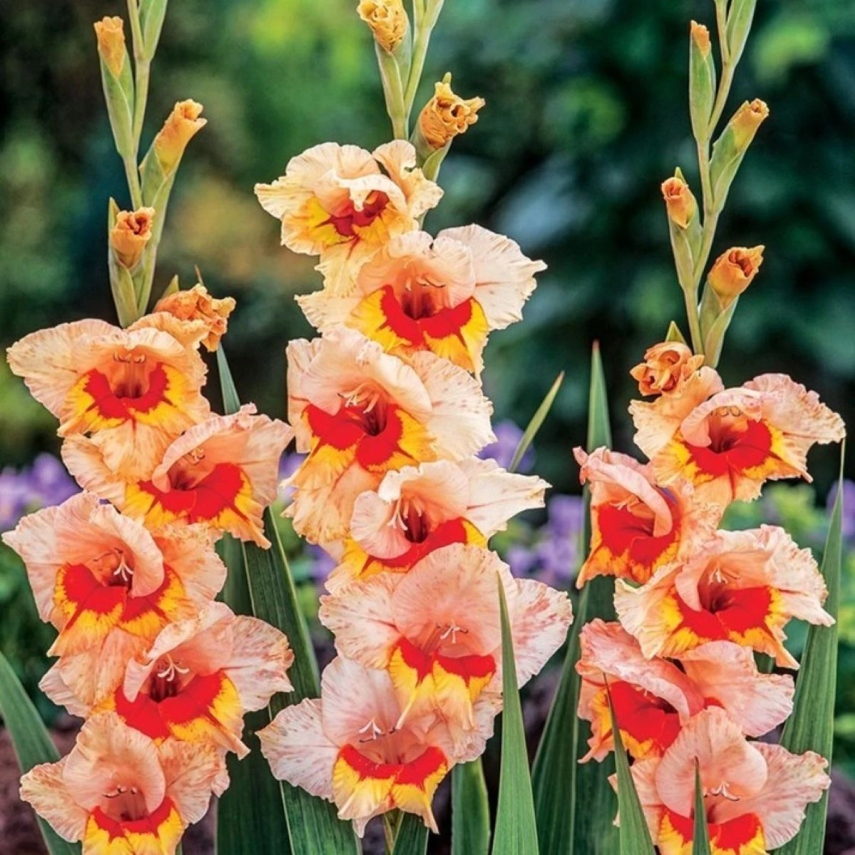 Gladiol Blackpool - Gladiolus - hlízy mečíku - 3 ks