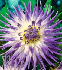 Jiřinka Veritable - Dahlia - hlízy jiřinky - 1 ks