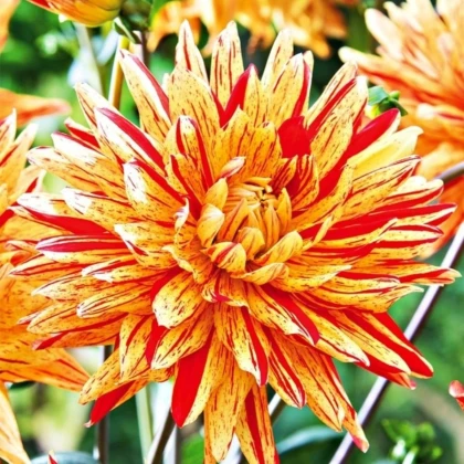 Jiřinka Striped Vulcan - Dahlia - hlízy jiřinky - 1 ks