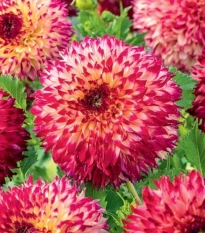 Jiřinka Aiyana - Dahlia - hlízy jiřinky - 1 ks