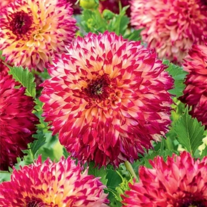 Jiřinka Aiyana - Dahlia - hlízy jiřinky - 1 ks