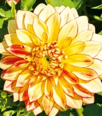 Jiřinka Lake Ontario - Dahlia - hlízy jiřinky - 1 ks