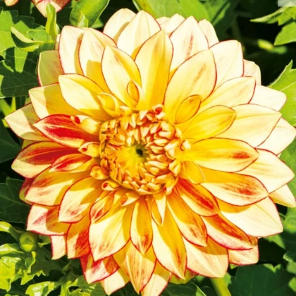 Jiřinka Lake Ontario - Dahlia - hlízy jiřinky - 1 ks