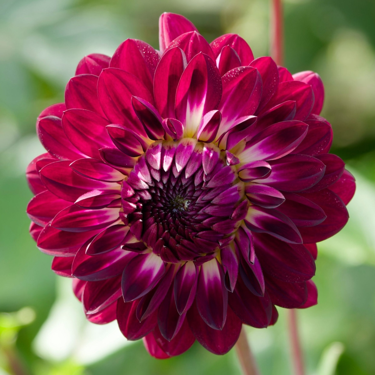 Jiřinka Osirium - Dahlia - hlízy jiřinky - 1 ks