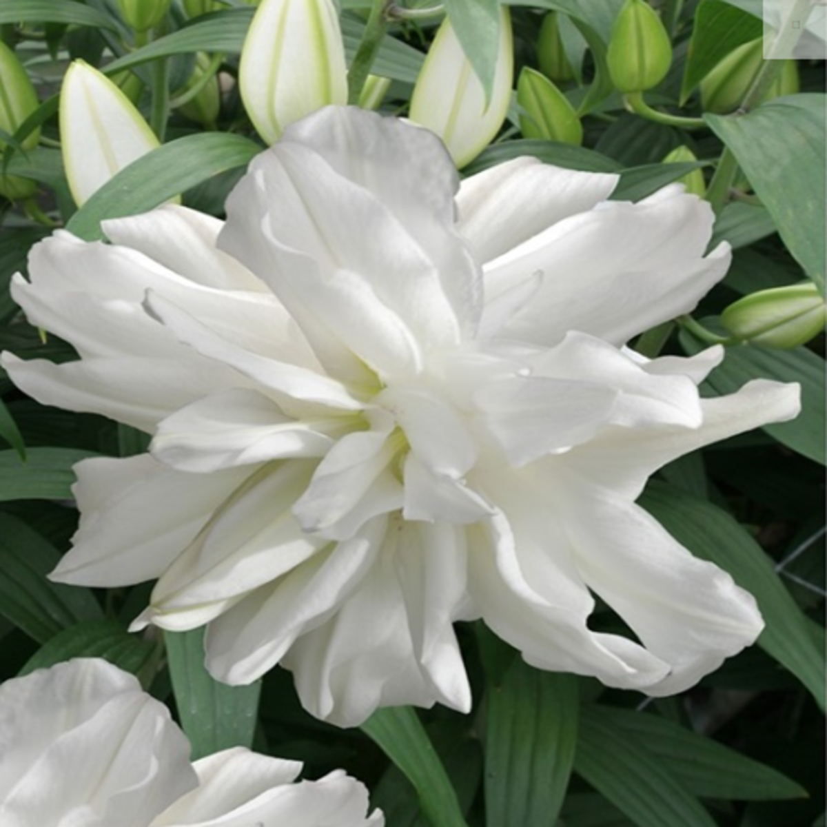 Lilie Lotus Ice - Lilium - cibule lilie - 1 ks