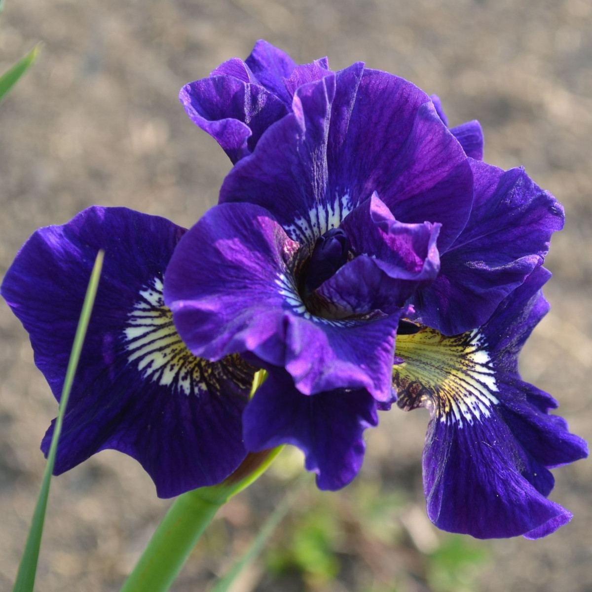Kosatec sibiřský Kaboom - Iris sibirica - hlízy kosatce - 1 ks