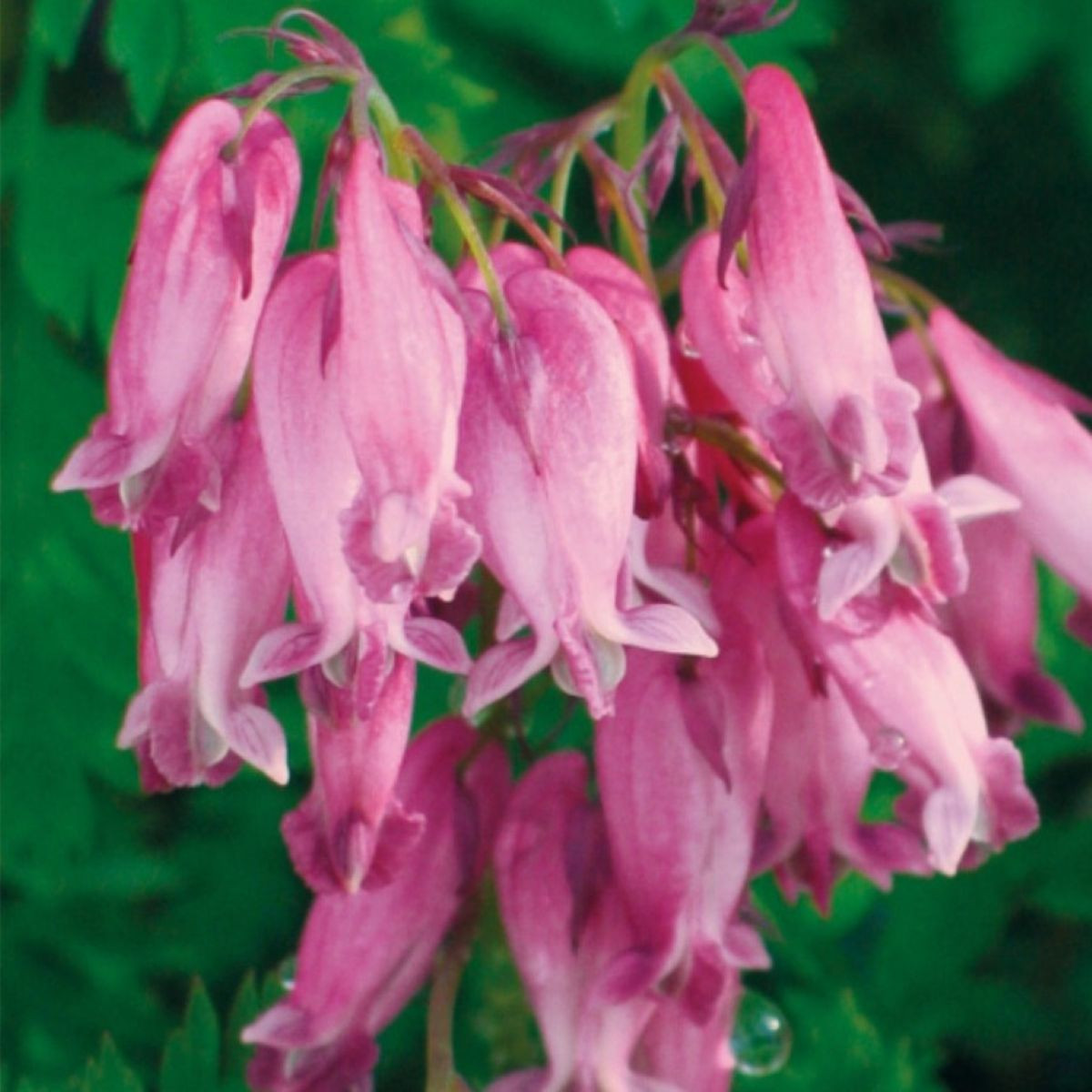 Srdcovka formosa Luxuriant - Dicentra formosa - hlízy srdcovky - 1 ks