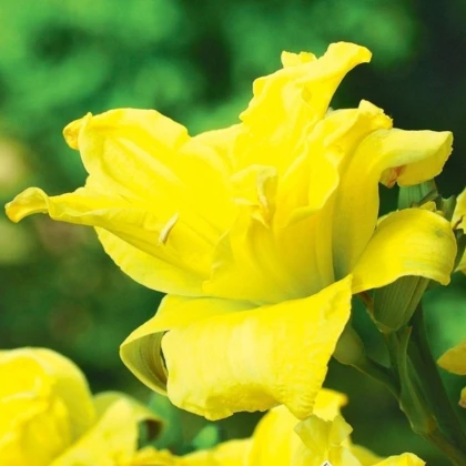 Denivka River Wye - Hemerocallis - hlízy denivky - 1 ks