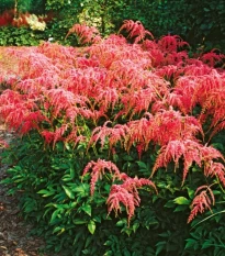 Čechrava Thunbergii Straussenfeder – Astilbe – cibulky čechravy