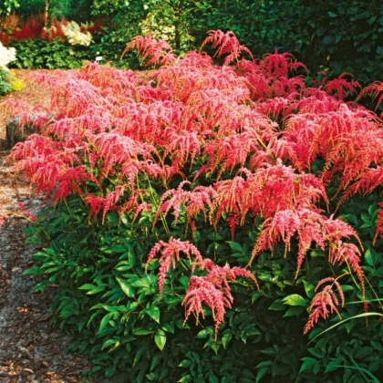 Čechrava Thunbergii Straussenfeder – Astilbe – cibulky čechravy