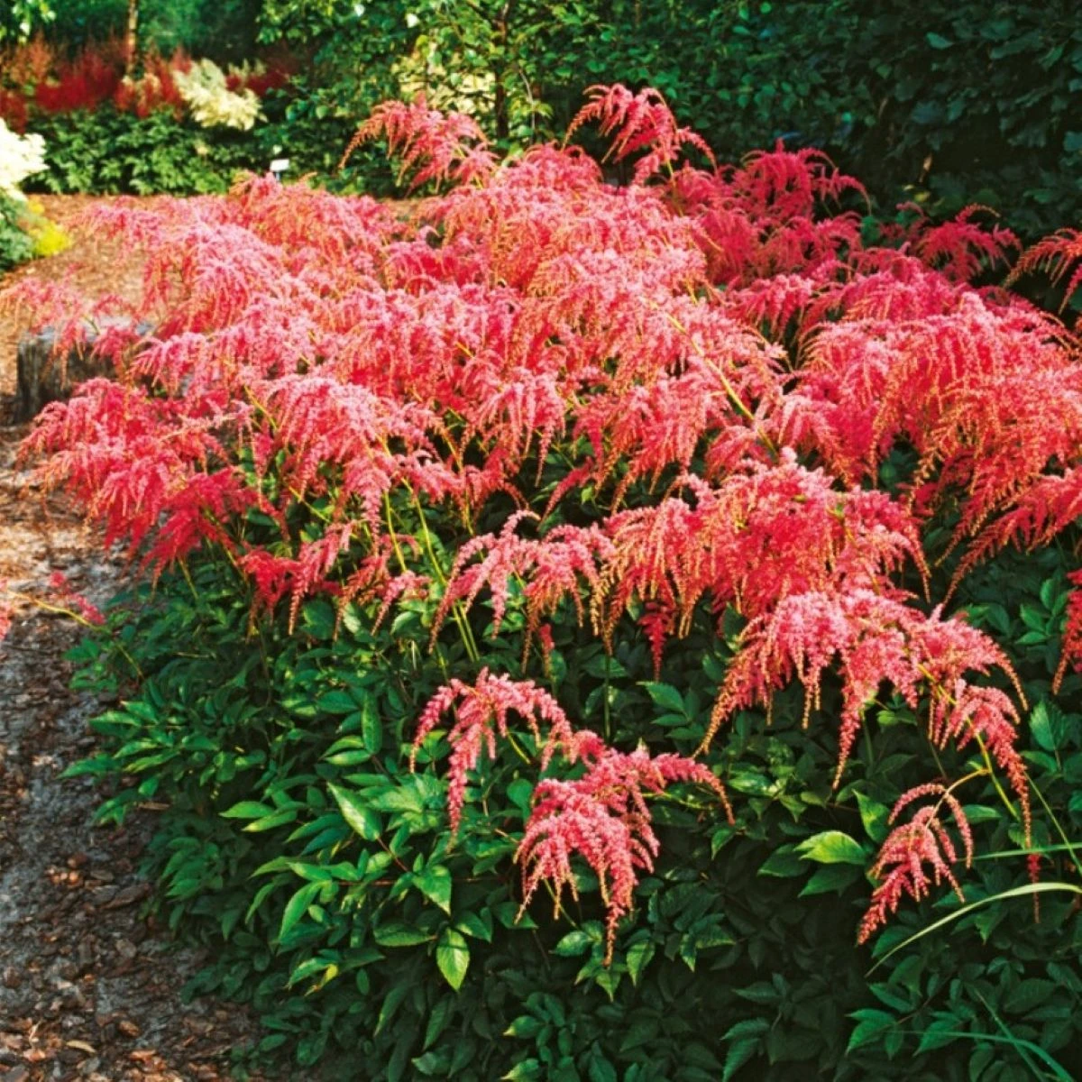 Čechrava Thunbergii Straussenfeder – Astilbe – cibulky čechravy