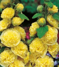 Topolovka žlutá - Alcea rosea - prostokořenné sazenice topolovky - 1 ks