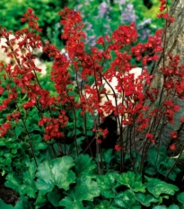 Dlužicha krvavá - Heuchera sanquinea - prostokořenné sazenice dlužichy - 1 ks