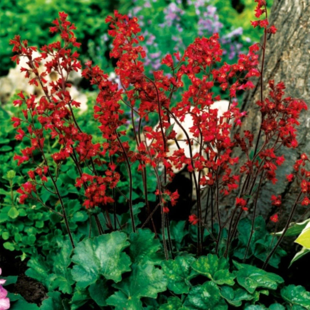 Dlužicha krvavá - Heuchera sanquinea - prostokořenné sazenice dlužichy - 1 ks