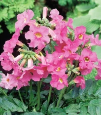 Dvojostice růžová - Incarvillea delavayi - hlízy dvojostice - 1 ks