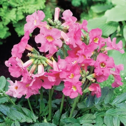 Dvojostice růžová - Incarvillea delavayi - hlízy dvojostice - 1 ks