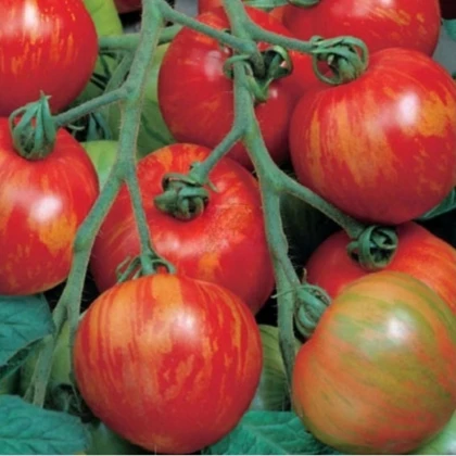 Rajče tyčkové melounové Duo - Lycopersicon esculentum mill - semena rajčete - 35 ks