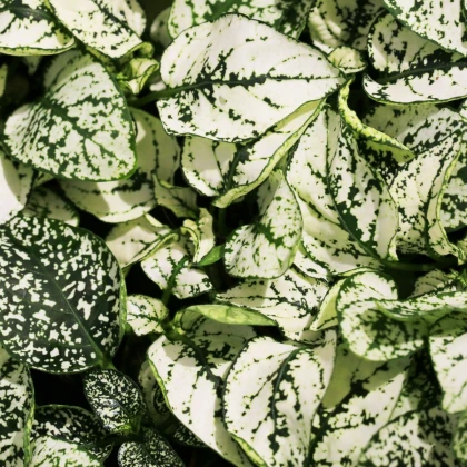 Podrostovka listoklasá Splash Select White - Hypoestes - semena podrostovky - 30 ks