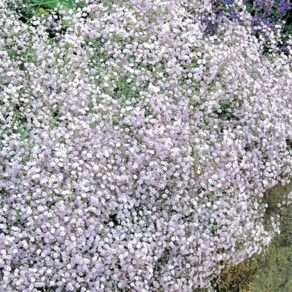 Šáter latnatý bílý - Gypsophila paniculata - prostokořenné sazenice šáteru - 1 ks