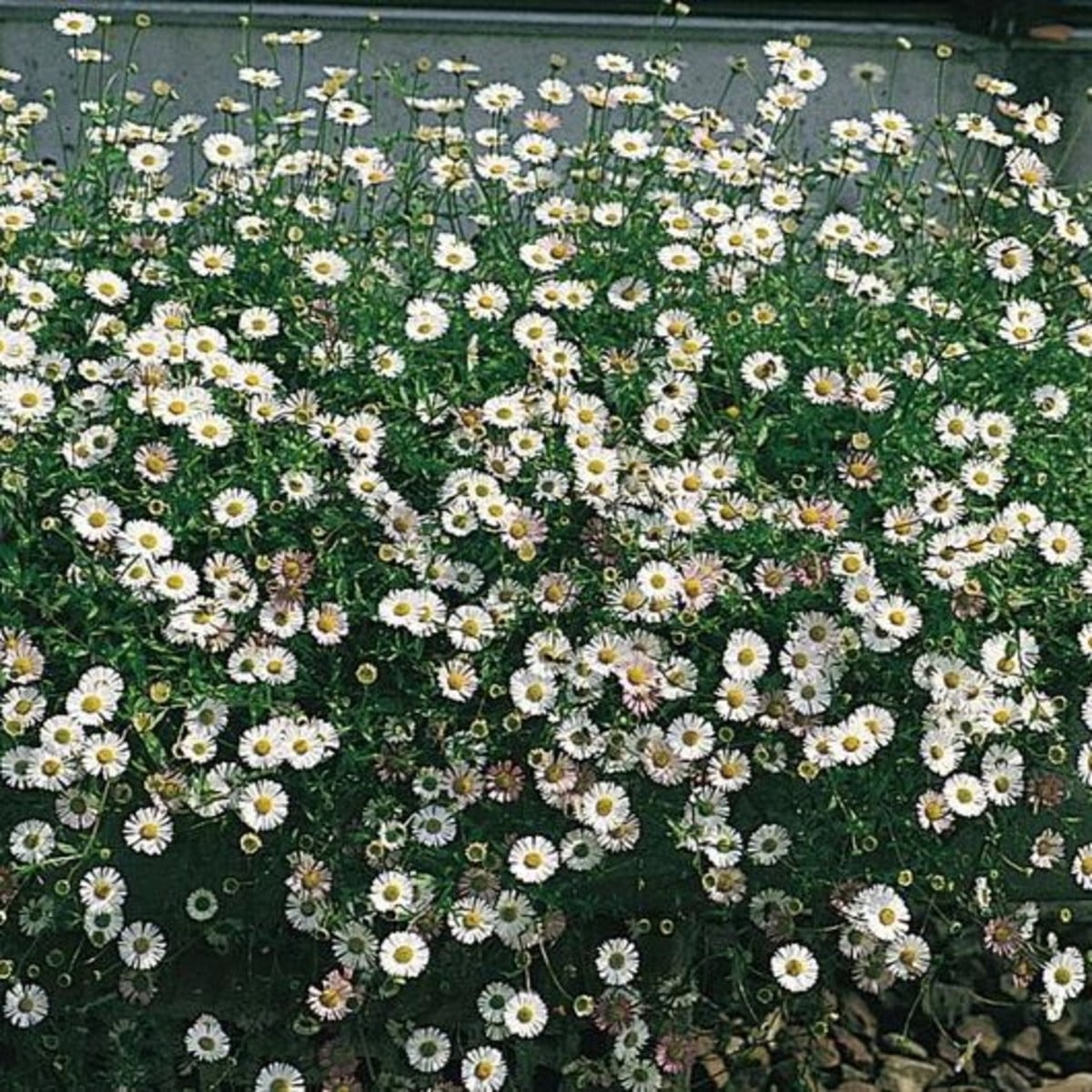 Turan Karwinského Profusion - Erigeron karvinskianus - semena turanu - 50 ks
