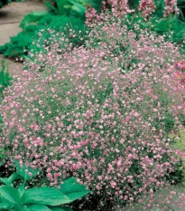 Šáter latnatý růžový - Gypsophila paniculata - prostokořenné sazenice šáteru - 1 ks